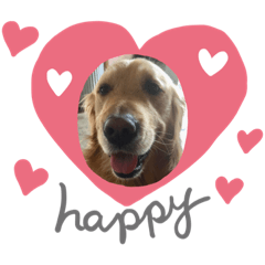 ゴールデンレトリバーsoraの夏物語