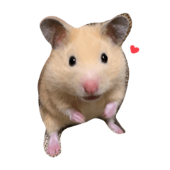 キンクマのヒマワリちゃん