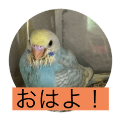 インコの「だん」vol.2