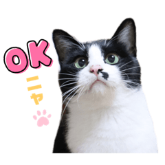 ハチワレ猫みやびの日常