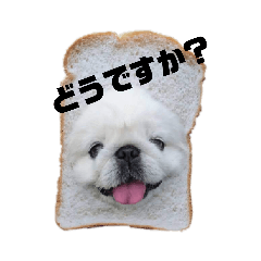 ペキニーズの健太郎(敬語編)