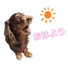 ミニチュアダックスフンドのバーグくん