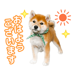 和風総本家・豆助