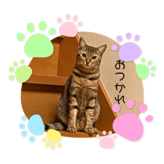 あたしンちの愛猫