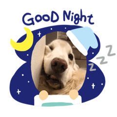 ゴールデンレトリーバー メディ子3