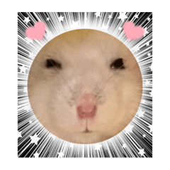 ハムスターのマロニー白滝ちゃん　2