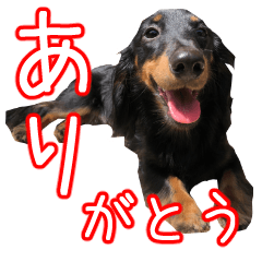 ミニチュアダックス梅のスタンプ