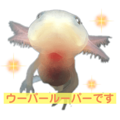 かわいいウーパールーパーの赤ちゃん