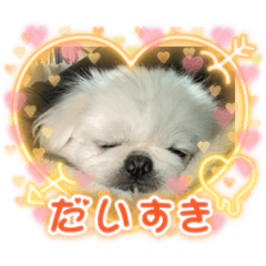 癒されスタンプ!!愛犬きんたん編