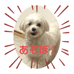 シェリーのスタンプ！