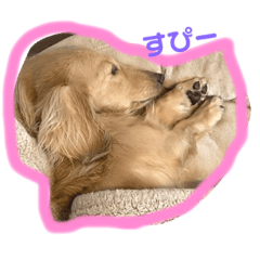 ほんわかダックス姉妹