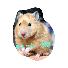 まろさんとぱむさん