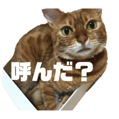 我が家のかわいこちゃん.