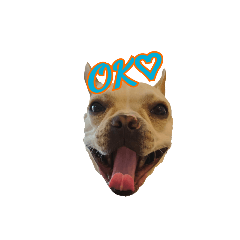 フレンチブルドッグ CHII