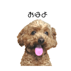 うちのといぷ〜　日常　リアル編