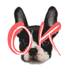 フレンチブルドッグのむさし