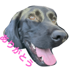 ラブニエルSarah①