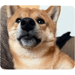 珀すたんぷ。はすちゃん作