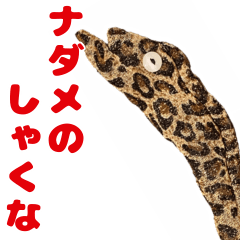 ナダメのしゃくな