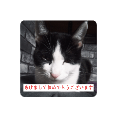 猫のきょうだいの正月スタンプ