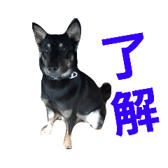 くろいぬの日常生活