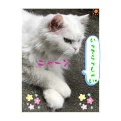 カブくんアルバム2