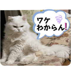 かぶさんアルバム6