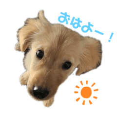 ソランと時々プンタ