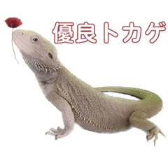 フトアゴヒゲトカゲのノルちゃん ３