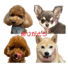 我が家のマメたち