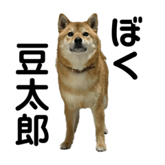 みんなだいすき豆太郎