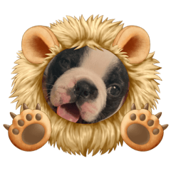 カノン（奏音）ボストンテリア