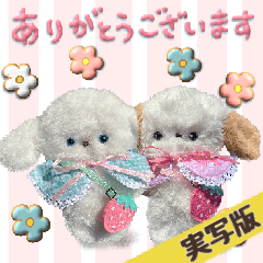 本物のぬいぐるみ♡愛犬わんこ/ふわプク/2