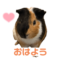 キュートなココくんのスタンプ