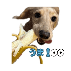 ミニチュアダックスのラテとモカ