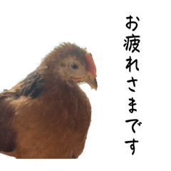 ぴよぴよするだけwith猫