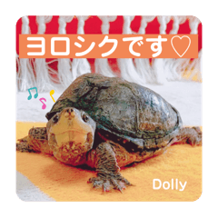 ミシニのぽっちゃり女子ドリーちゃん♪