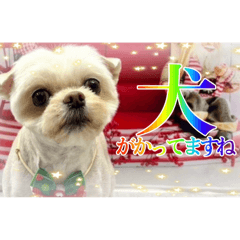 犬がかってますね