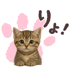 毎日可愛い猫ちゃんたちと一緒のスタンプ