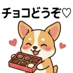 癒しチワワのちーちゃん　バレンタイン編