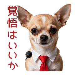 小さいのに態度デカいチワワ