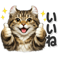 毎日使える! アメリカンカール