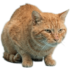 BIG! ノラネコ　実写