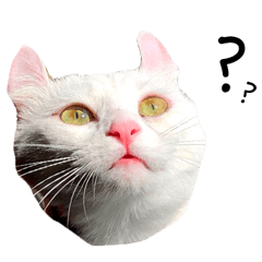 我が家のにゃんわん