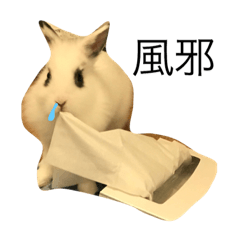 ライオンラビット