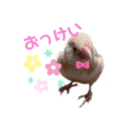 ぷりんコレクション