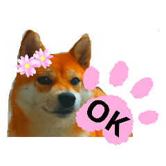 柴犬乙姫スタンプ❗
