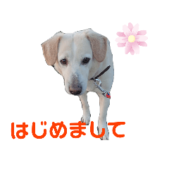 ノミの心臓健くん。