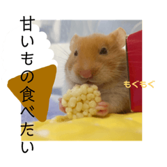 ゴールデンハムスターのじゃがいもさん