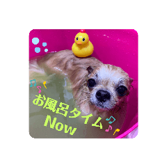 チワワのラズくん5